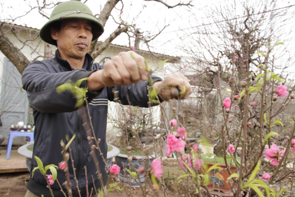 Đào được mùa, người dân Nhật Tân phấn khởi 